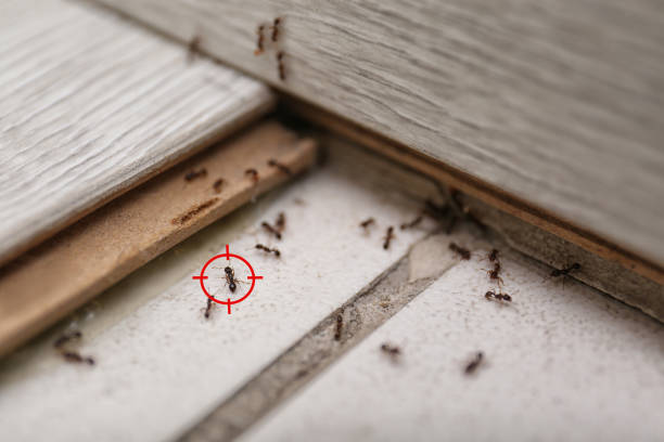 Best Affordable Exterminators  in Colona, IL