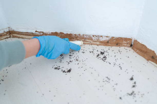 Best Cockroach Control Services  in Colona, IL